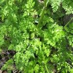 Chaerophyllum tainturieri Leaf