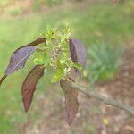 Aristotelia chilensis Fuelha