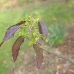 Aristotelia chilensis Blad