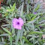 Ruellia simplexFlower