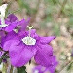 Legousia speculum-veneris Blüte