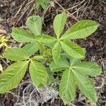 Aesculus californica Leaf