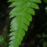 Blechnum occidentale Leht