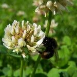 Trifolium repens Květ
