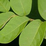 Combretum decandrum Leaf