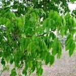 Talisia esculenta 葉
