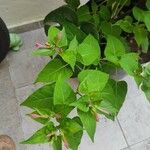 Mirabilis longiflora Blad