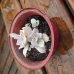 Echeveria laui Hábito