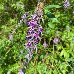 Buddleja lindleyana Flors