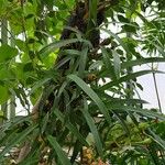 Maxillaria variabilis Агульны выгляд