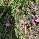 Dianthus sylvestris ᱵᱟᱦᱟ