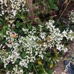 Limonium bellidifolium Blomst