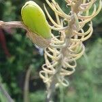 Aloe amudatensis Fruct