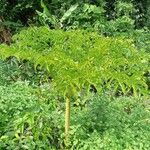 Amorphophallus paeoniifolius 叶