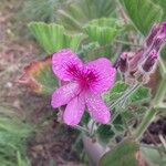 Pelargonium cucullatum Blomst