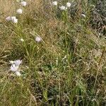 Erigeron annuus Hábito