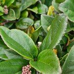 Viburnum suspensum Blad