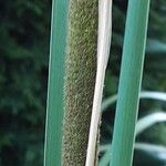 Typha angustifolia Цветок