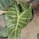 Alocasia longiloba Blad