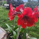 Hippeastrum correiense Flor