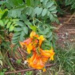 Tecoma fulva Cvet