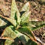 Aloe lateritia पत्ता