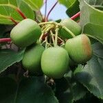 Actinidia arguta Fruchs