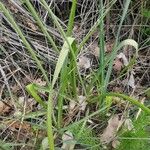 Allium roseum Leaf