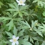 Anemone canadensis Leaf