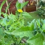 Sonchus oleraceusFlower