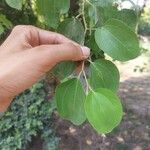 Ziziphus spina-christi Fuelha