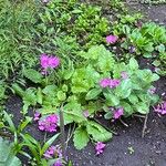 Primula cortusoides Flor