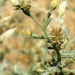 Centaurea diffusa Flower