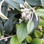 Cotoneaster franchetii Blüte