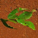 Julbernardia seretii Hoja