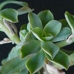 Echeveria australis ഇല