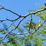 Vachellia macracantha Hábito