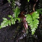 Asplenium riparium Blad