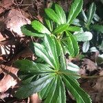 Chimaphila umbellata Ліст