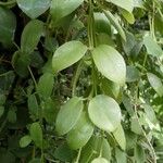 Dischidia nummularia Leaf