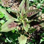 Amaranthus tricolor Агульны выгляд