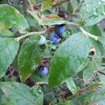 Vaccinium angustifolium 果