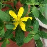 Hypericum humifusumFlower