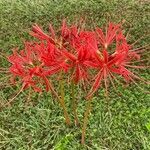 Lycoris radiata फूल