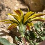 Hypochaeris robertia Flor