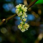 Balgoya pacifica Flower