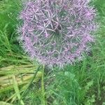 Allium nigrumКветка