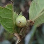 Ficus versicolor Vrucht