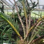 Grammatophyllum speciosum Buveinė
