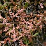 Selaginella denticulata Deilen